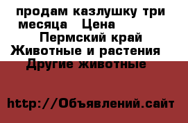 продам казлушку три месяца › Цена ­ 2 000 - Пермский край Животные и растения » Другие животные   